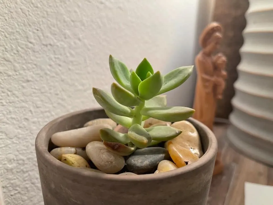 Trồng cây từ nhánh sen đá sẽ lên nhanh hơn đáng kể so với ươm từ lá