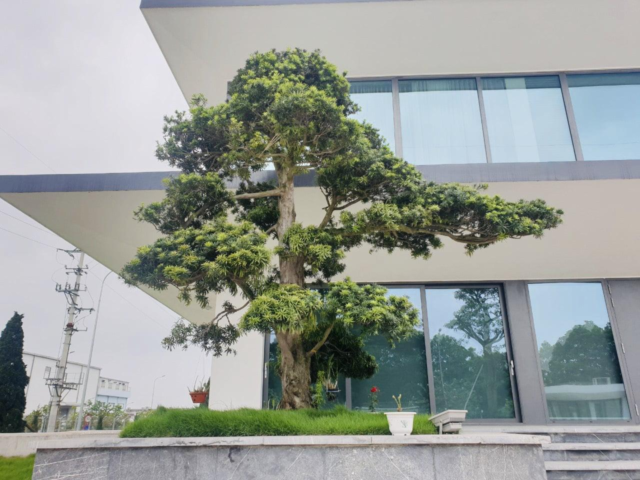 Cây Tùng Có Nên Trồng Trước Nhà Không: Lợi Ích Phong Thủy Và Quy Tắc Vàng