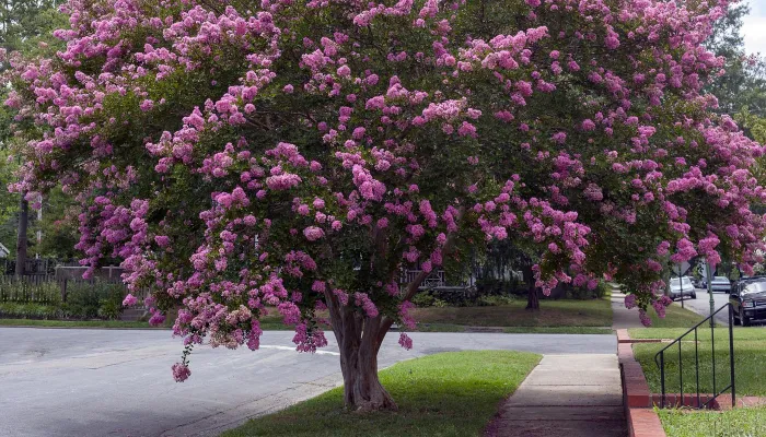 Trồng cây tường vi ở vị trí có nhiều ánh nắng mặt trời giúp cây quang hợp và phát triển tốt