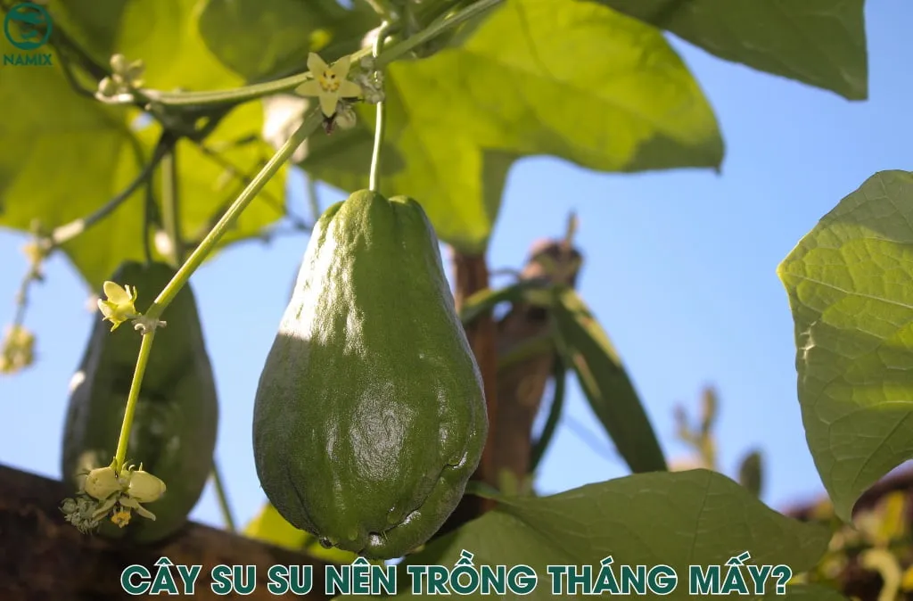 trong cay vao thang may