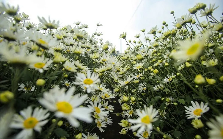 Trồng cúc họa mi trên đất vườn đạt năng suất cao