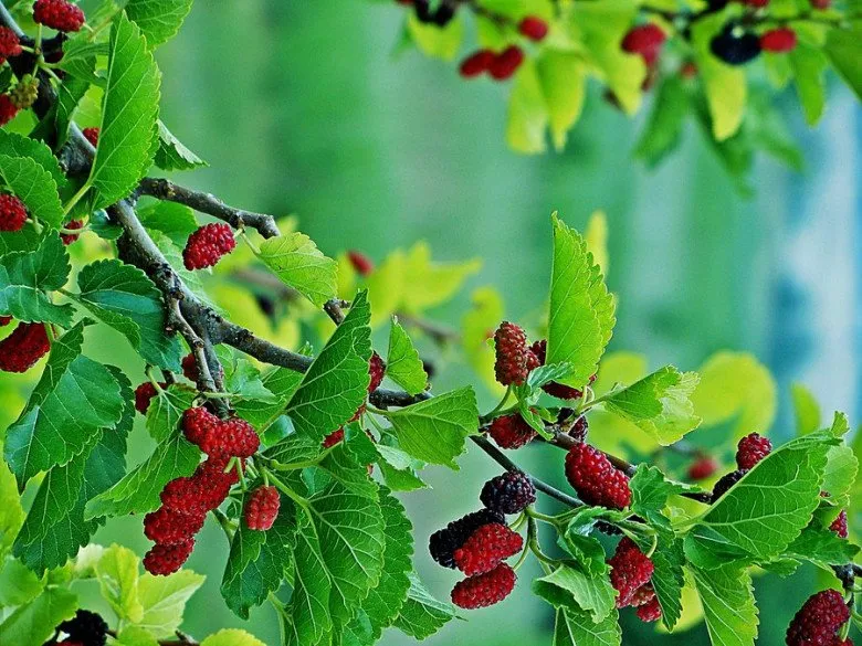 Trồng dâu tằm trong chậu cảnh hoặc tạo dáng bonsai là giải pháp cân bằng phong thủy hiện đại