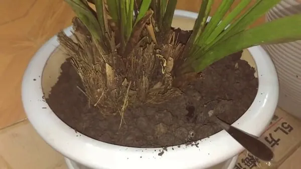 Trồng địa lan vào chậu theo nguyên tắc khóm già xoay vào tâm để chồi non hướng ra mép chậu