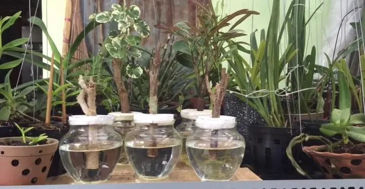 Trồng đinh lăng lá tròn bằng phương pháp thủy canh trong lọ thủy tinh