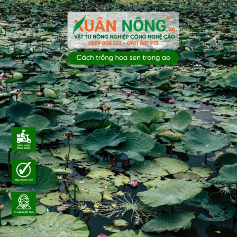 Cách Trồng Hoa Sen Trong Ao Đạt Chuẩn: Hướng Dẫn Chi Tiết Từ A Đến Z
