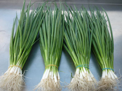 Cách Trồng Hành Hoa Nhanh Lớn Đạt Năng Suất Cao Tại Nhà