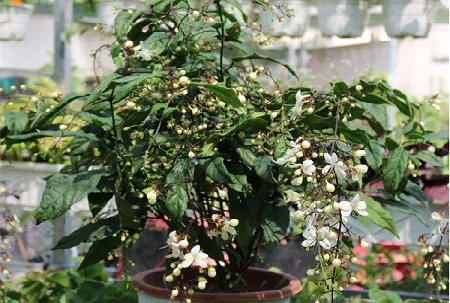 Trồng hoa dạ ngọc minh châu làm cây cảnh sân vườn