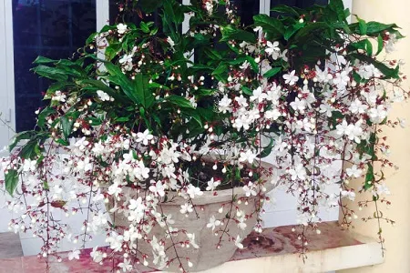 Trồng hoa dạ ngọc minh châu trong chậu sứ làm cây cảnh