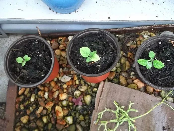 Trồng hoa đồng tiền bằng hạt trong chậu cần sự chăm sóc tỉ mỉ