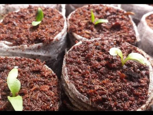 Trồng hoa Đồng Tiền cần đảm bảo đất thoát nước tốt và giàu dinh dưỡng, với độ pH từ 6.0 đến 6.5