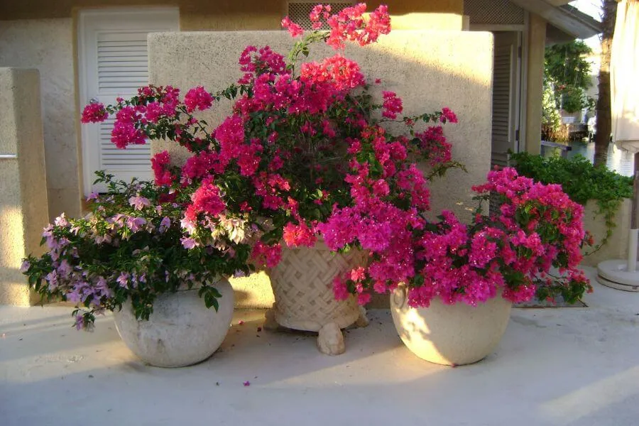 Trồng Hoa Giấy Trong Chậu Giúp Dễ Dàng Tạo Thế và Vận Chuyển Cây Cảnh