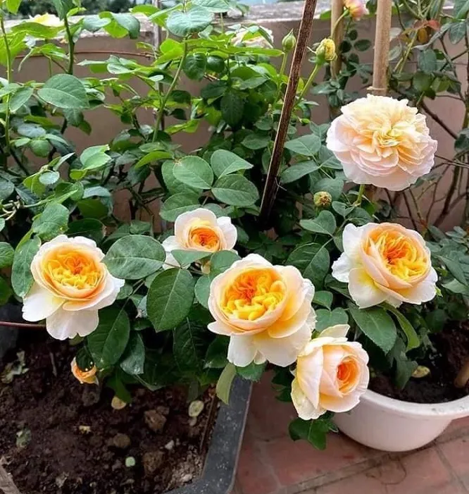 Trồng hoa hồng Juliet trong chậu lớn