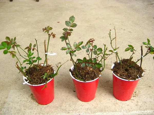 Trồng hoa hồng nhung trong chậu cần chú ý đến hướng nắng và kỹ thuật lấp đất