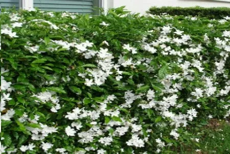 Trồng hoa lài tây tô điểm khuân viên vườn nhà, một phần không thể thiếu trong nghệ thuật cây cảnh sân vườn