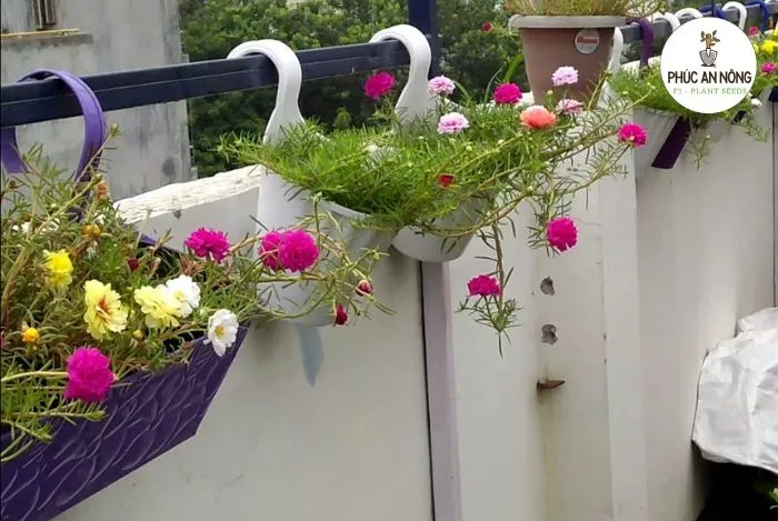 Trồng hoa mười giờ đẹp trong chậu tròn treo ban công