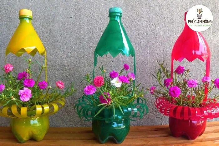 Trồng hoa mười giờ sáng tạo trong chai nhựa