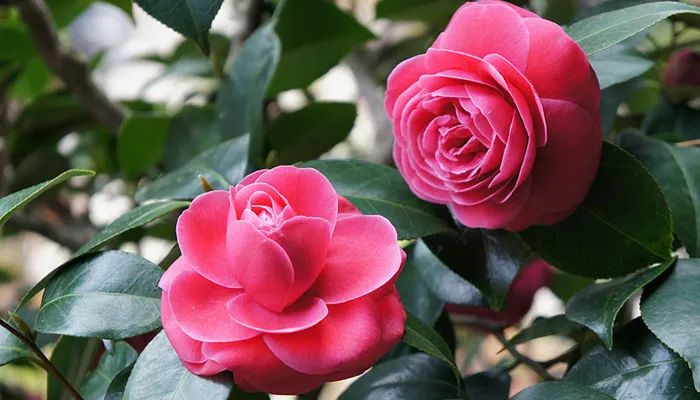 Trồng hoa trà my đúng kỹ thuật là bước khởi đầu quan trọng