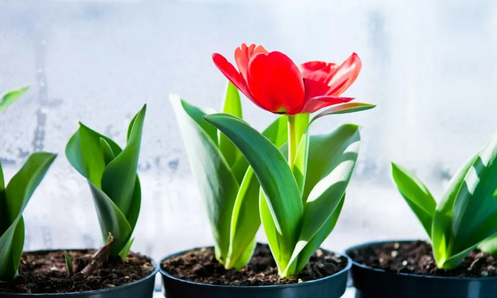 Trồng hoa tulip trong chậu