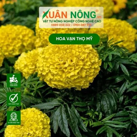 Trồng hoa vạn thọ Mỹ cho Tết