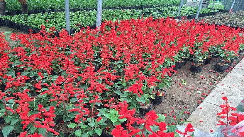 Trồng hoa xác pháo dưới ánh nắng mặt trời