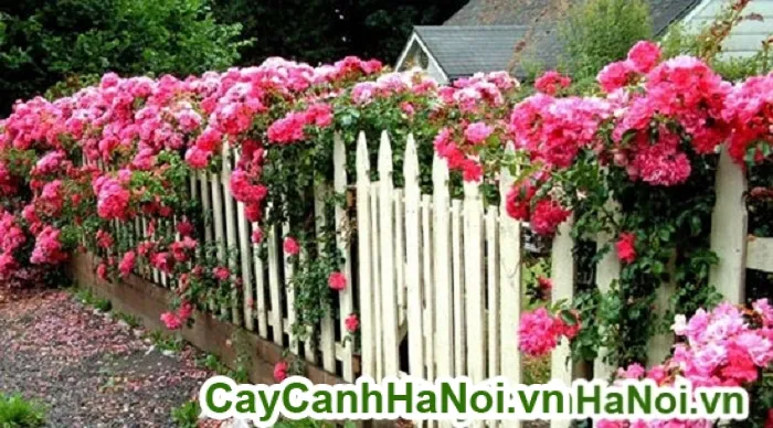 Trồng hồng leo từ bầu ươm cẩn thận không làm vỡ rễ