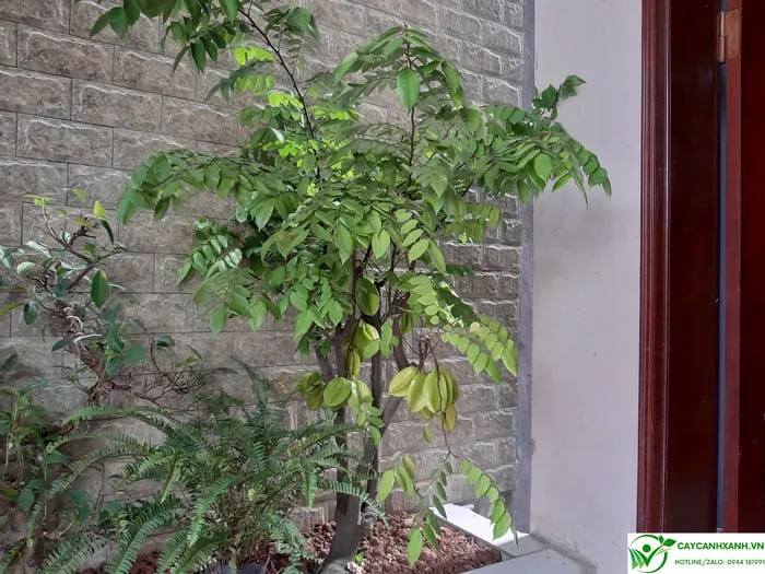 Trồng khế chua trong bồn cây trước nhà