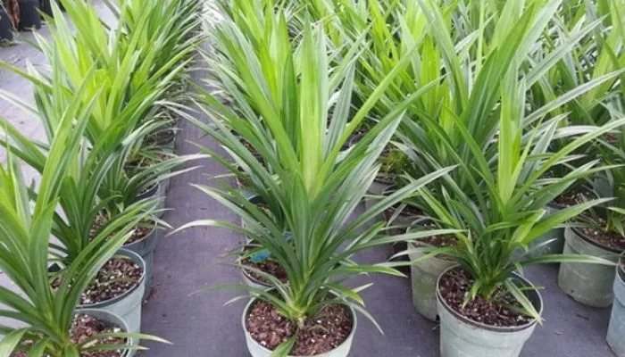 Trồng lá dứa trong chậu