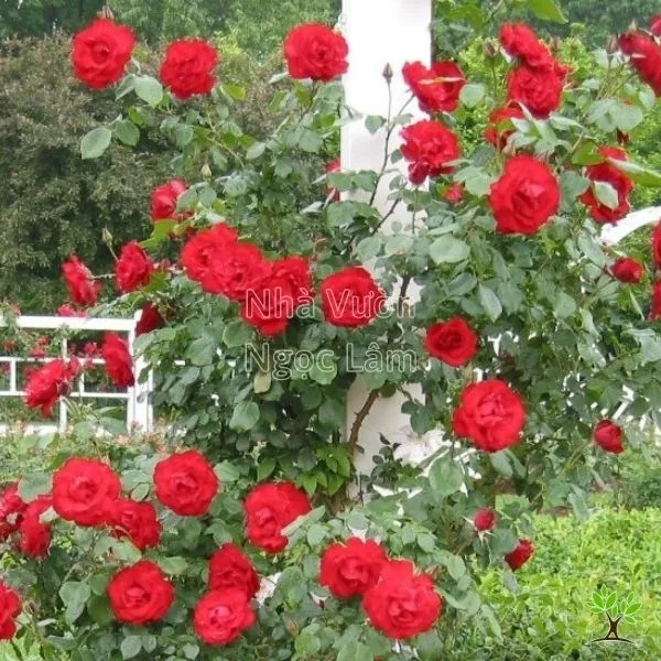 Trồng lại hoa hồng leo tường vi trong chậu cảnh