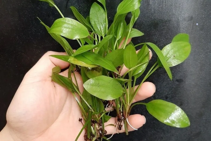 Trồng Lan nước đúng kỹ thuật giúp cây sinh trưởng tốt và khỏe mạnh, tạo nên cảnh quan thủy sinh đẹp mắt