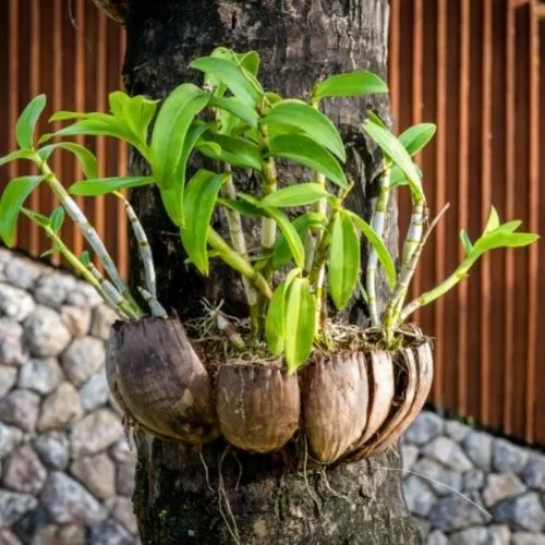 Trồng lan thành băng vỏ dừa