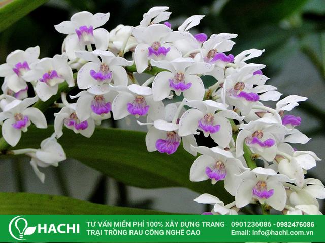 Cách Trồng Hoa Tulip Từ Củ Đạt Năng Suất Cao Tại Nhà