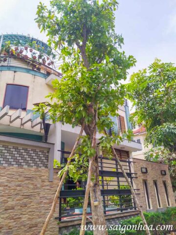 Cây Lộc Vừng Có Nên Trồng Trước Nhà: Phân Tích Chuyên Sâu Về Phong Thủy Và Kỹ Thuật