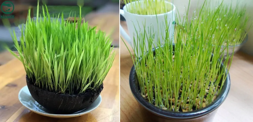 Trồng lúa thuỷ canh khá đơn giản và không tốn nhiều thời gian