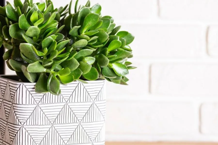 Trong môi trường tự nhiên, các loài xương rồng phát triển trên lục địa châu Phi ở những nơi ấm áp và đầy nắng