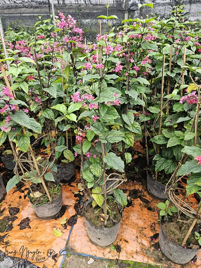 Trồng ngọc nữ leo ngay tại sân vườn làm tăng cảnh sắc cho không gian