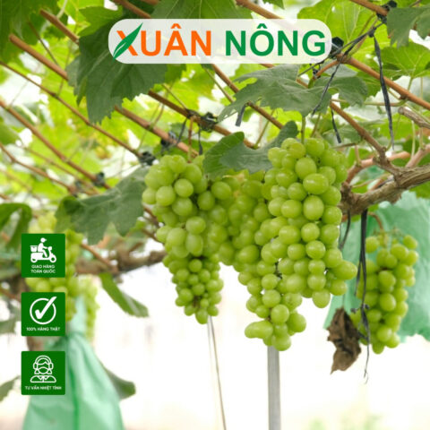 Cách Chăm Sóc Cây Nho Thân Gỗ Chuẩn Kỹ Thuật Cho Năng Suất Cao