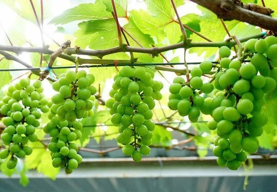 Trồng Nho Trên Sân Thượng Cần Chú Trọng Bón Phân