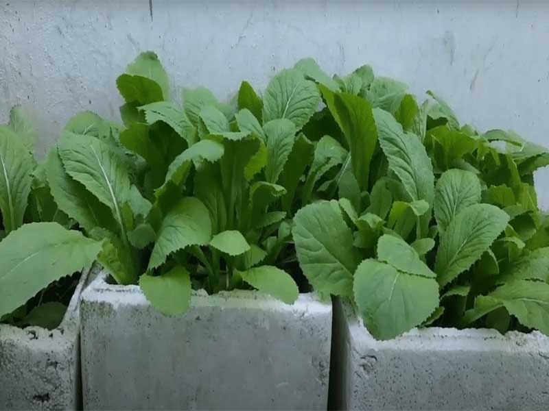 Cách Làm Xơ Dừa Trồng Cây Trọn Bộ: Xử Lý Tannin, Lignin Và Ủ Vi Sinh