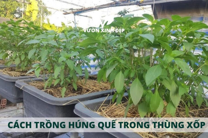 Cách Trồng Và Chăm Sóc Cây Húng Quế Toàn Diện Từ A Đến Z