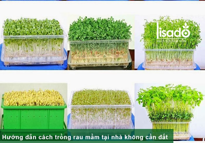 Cách Trồng Cây Cải Mầm Đạt Năng Suất Cao Ngay Tại Nhà Với Kỹ Thuật Chuyên Sâu