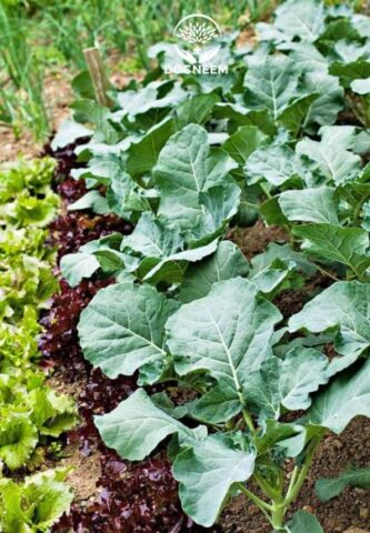 Cách Trồng Cây Cải Rổ: Hướng Dẫn Kỹ Thuật Chuyên Sâu Từ A Đến Z