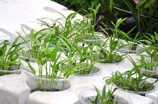 Cách Trồng Cây Thủy Sinh Trong Thùng Xốp: Hướng Dẫn Chi Tiết A-Z