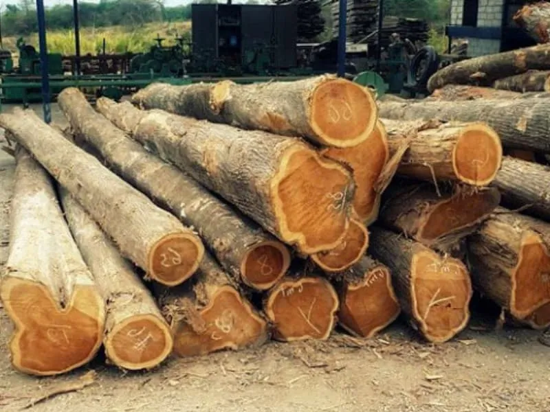 Trồng rừng keo lai theo phương pháp giâm hom tại các vùng đồi