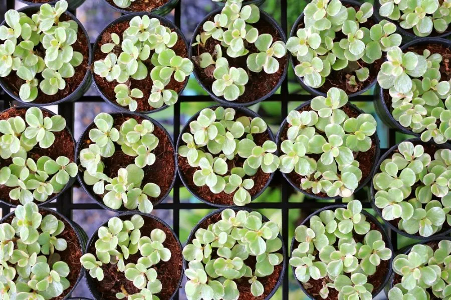 Trồng sen đá đô la trong giỏ treo hoặc chậu cảnh nghệ thuật