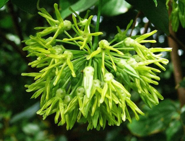 Cách Trồng Cây Thiên Lý Toàn Diện: Kỹ Thuật Chuyên Sâu Đạt Năng Suất Cao