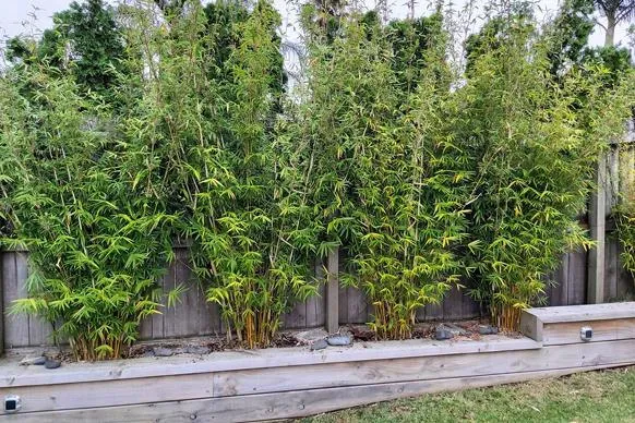 Trồng từng khóm trúc theo hàng trong sân vườn, cách chăm cây trúc cảnh để đạt hiệu quả cảnh quan tối đa