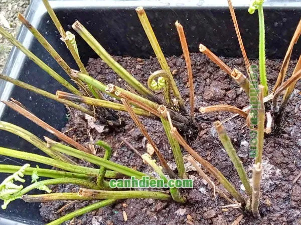 trồng và chăm sóc - cây rau dớn