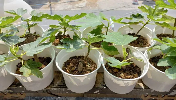 Trồng và chăm sóc cây sung Mỹ bằng cây con mua về