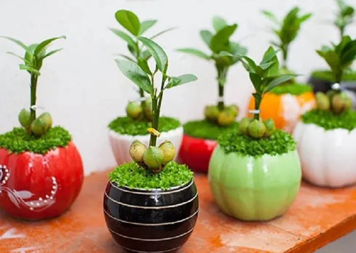 Trồng và chăm sóc cây tài lộc đơn giản