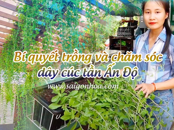 Cách Trồng Cây Cúc Tần Ấn Độ: Hướng Dẫn Trồng Và Chăm Sóc Chi Tiết Từ A Đến Z